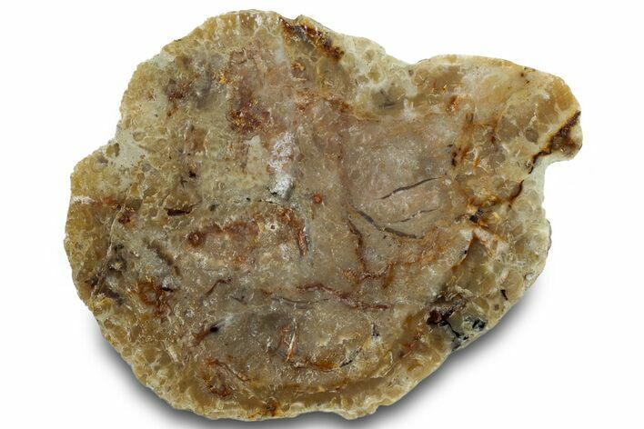 Polished Dinosaur Coprolite Nodule Half - Utah #307447